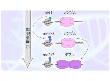 DNA複製へのスイッチ、鍵は何？ 細胞増殖へ進むか止まるか、正常な細胞とがん細胞の違いを発見