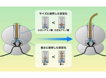 タンパク質の連続的な合成を保証するリボソーム「トンネル」の役割を発見 　 新しく作られたタンパク質の長さや大きさで、合成の不安定性を制御する