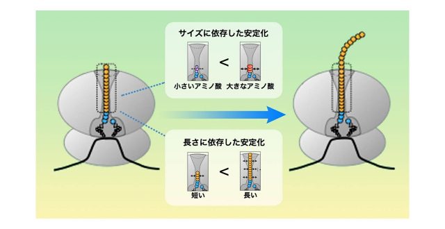タンパク質の連続的な合成を保証するリボソーム「トンネル」の役割を発見 　 新しく作られたタンパク質の長さや大きさで、合成の不安定性を制御する