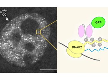 遺伝子の転写の「伸長」場所は動きやすいことを発見 ー 生きた細胞の核の中で遺伝子が転写される場所のリアルタイム可視化に成功