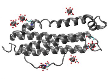 鉄結合性タンパク質によるプルトニウムとトリウムの取り込み