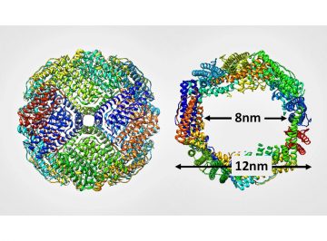 金属錯体が生まれ変わる分子のカゴ金属錯体がタンパク質カゴに取り込まれ不斉反応を触媒
