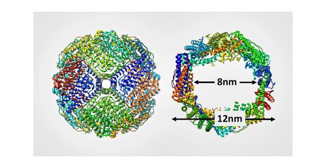 金属錯体が生まれ変わる分子のカゴ金属錯体がタンパク質カゴに取り込まれ不斉反応を触媒