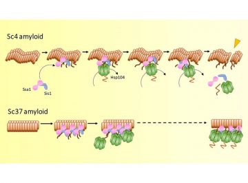 アミロイドの脱凝集メカニズムを解明 アミロイド構造に依存した脱凝集機構が明らかに