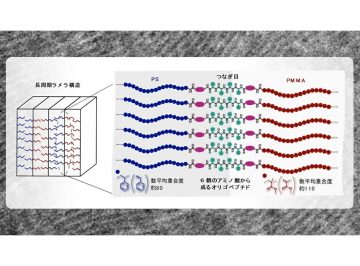 結合した2種高分子間の「つなぎ目」が鍵 半導体の微細加工に貢献する新しい高分子設計