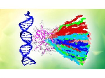 がん抑制タンパク質がDNAから解離する過程を可視化がん化に関係するアミノ酸変異との関係を解明