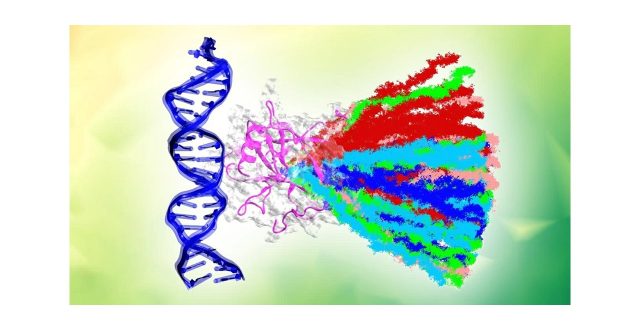 がん抑制タンパク質がDNAから解離する過程を可視化がん化に関係するアミノ酸変異との関係を解明