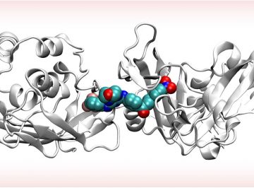 新型コロナウイルスの新薬開発につながる候補化合物を発見 免疫を妨げる酵素の構造と、阻害する物質を推定