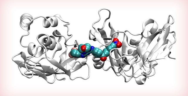 新型コロナウイルスの新薬開発につながる候補化合物を発見 免疫を妨げる酵素の構造と、阻害する物質を推定