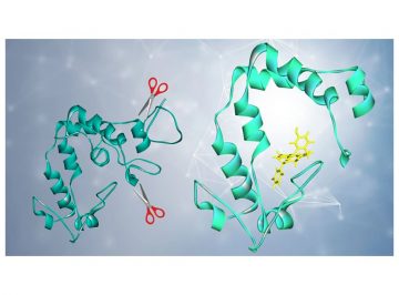 世界最小サイズの発光酵素picALuc®の開発に成功ライフサイエンス分野・創薬分野の基礎研究や診断・検査薬に