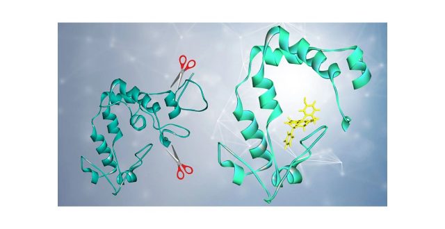 世界最小サイズの発光酵素picALuc®の開発に成功ライフサイエンス分野・創薬分野の基礎研究や診断・検査薬に