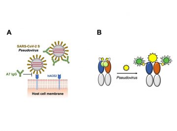 ヒト型SARS -CoV-2中和抗体のスクリーニングとその蛍光免疫センサー化