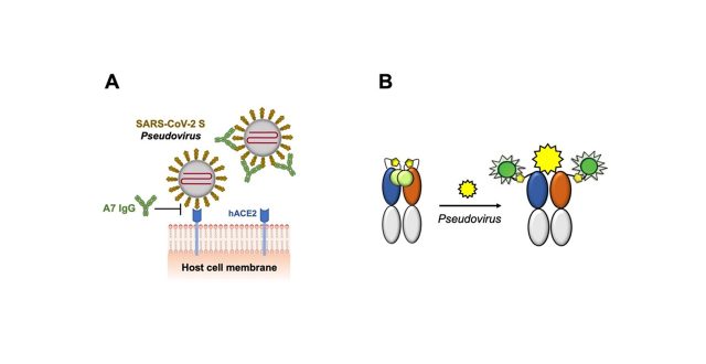 ヒト型SARS -CoV-2中和抗体のスクリーニングとその蛍光免疫センサー化