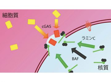 細胞内で破壊された核膜の修復機構におけるラミン分子の役割を解明 心筋症・筋ジストロフィーなどの病態理解や治療への応用に期待