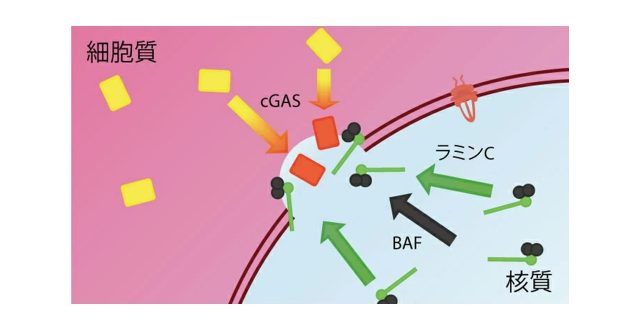 細胞内で破壊された核膜の修復機構におけるラミン分子の役割を解明 心筋症・筋ジストロフィーなどの病態理解や治療への応用に期待